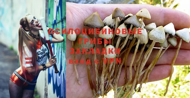 гидра tor  цена наркотик  Кукмор  Псилоцибиновые грибы Psilocybe 